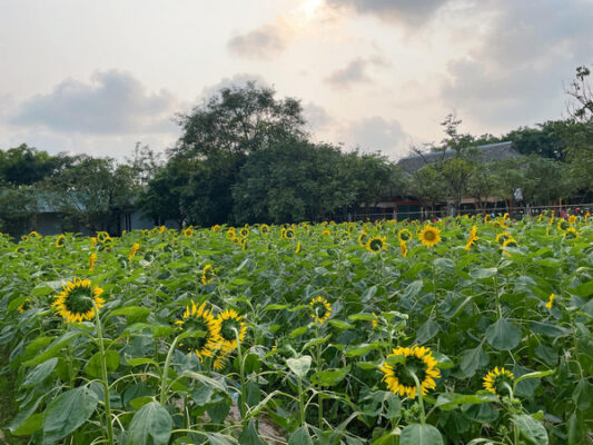 Vường hoa hướng dương tại núi Ngăm Nam Định 