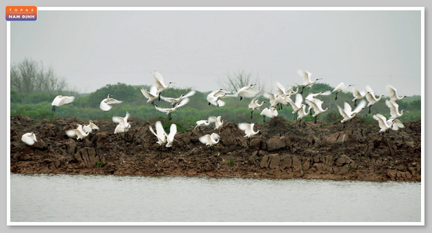 Hình ảnh đàn cò bay tại vườn quốc gia Xuân Thủy