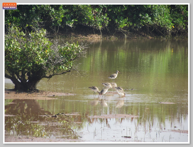 Khung cảnh bình yên tại vườn quốc gia Xuân Thủy Nam Định