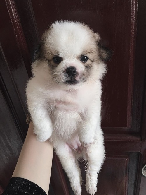 MINI Pet là một địa chỉ mua bán thú cưng tại Nam Định hiều khách hàng tin tưởng với sự đáng tin cậy và nhiệt tình của chủ cửa hàng